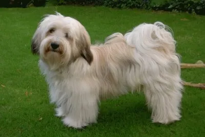 bichon havanais