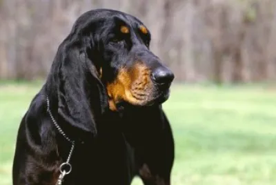 black and tan coonhound