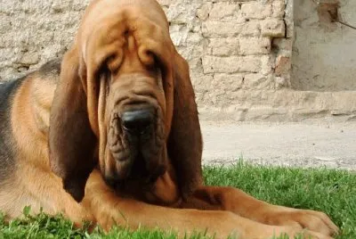 bloodhound