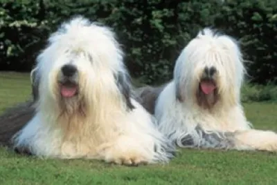 bobtail