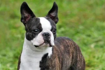 boston terrier