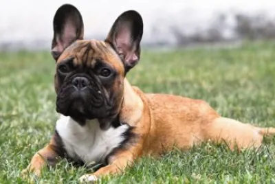 bulldog francese