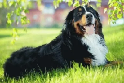 bovaro del bernese