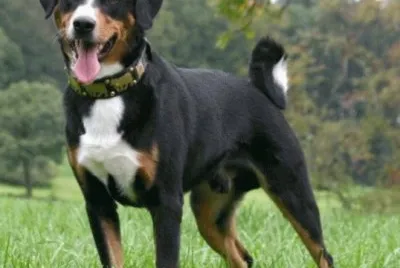bovaro dellappenzell