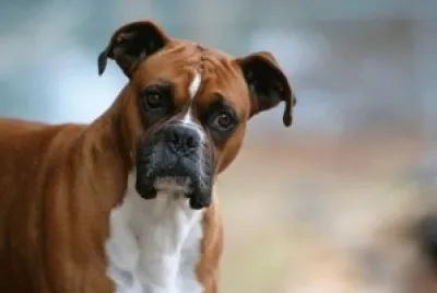 boxer