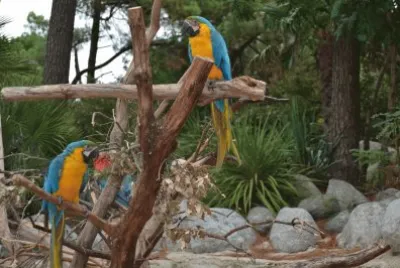 la palmyre jigsaw puzzle