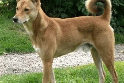canaan dog