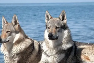 cane lupo cecoslovacco jigsaw puzzle