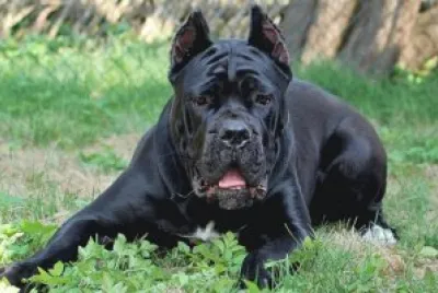 cane corso