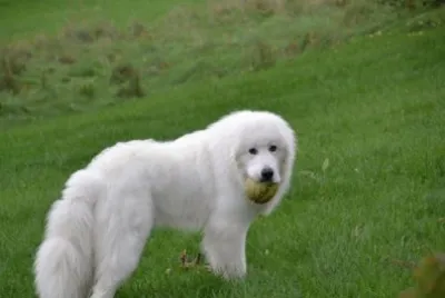cane da montagna dei pirenei