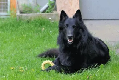 cane da pastore belga