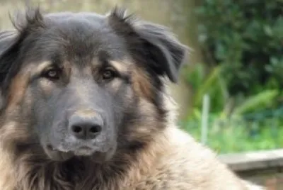 cane della serra estrela