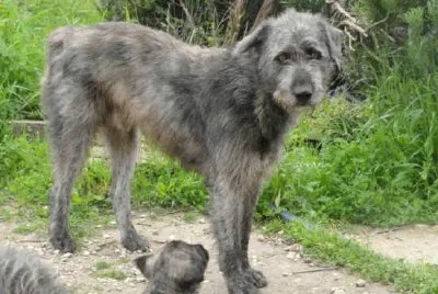 cane fonnese