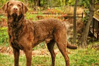 chesapeake bay retriver