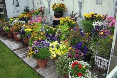 Colorful Potted Flower Garden