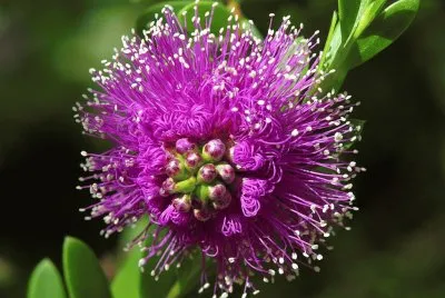 Amazing Beautiful Flower