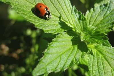 ANIMALES jigsaw puzzle