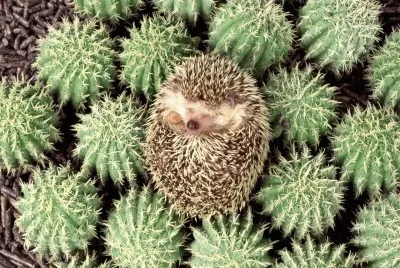 ANIMALES