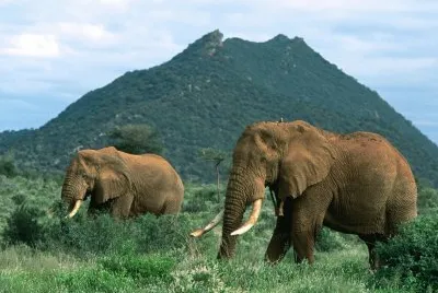 ANIMALES