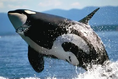 ANIMALES