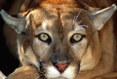 ANIMALES jigsaw puzzle