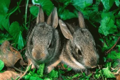 ANIMALES