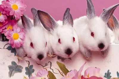 ANIMALES