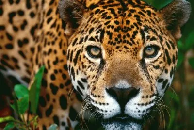 ANIMALES