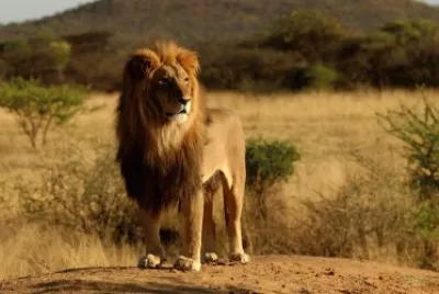 ANIMALES