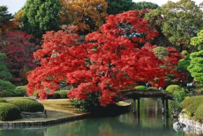 NATURALEZA