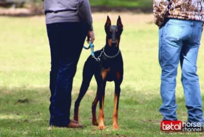 Gorgeous Doberman | Horse Show Dog