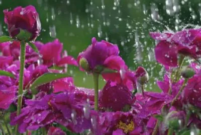 Beautiful Flowers in the Rain