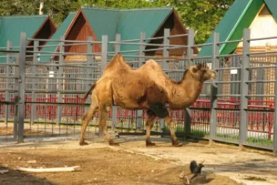 ANIMALES