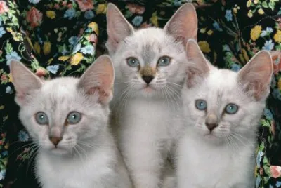 ANIMALES