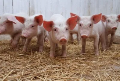 ANIMALES