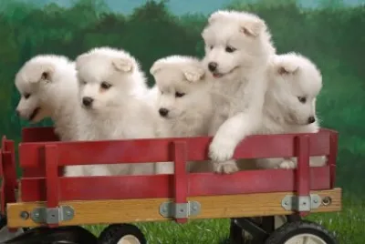 ANIMALES