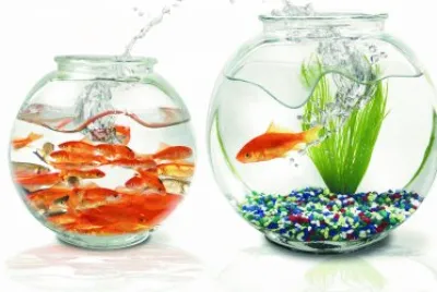 ANIMALES