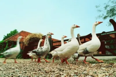 ANIMALES