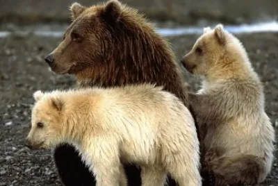 ANIMALES