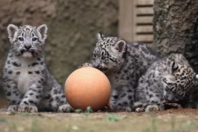 ANIMALES