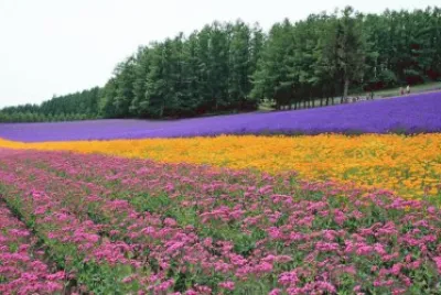 NATURALEZA jigsaw puzzle