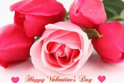 Pretty Rose and  Tulips-Happy Valentine 's Day