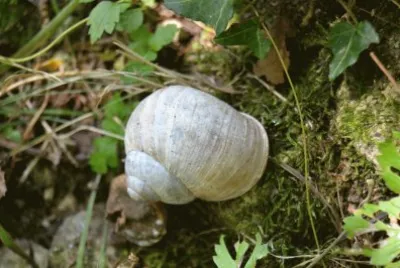 escargot
