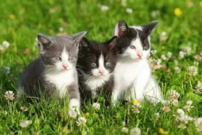 ANIMALES