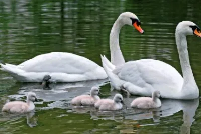 ANIMALES