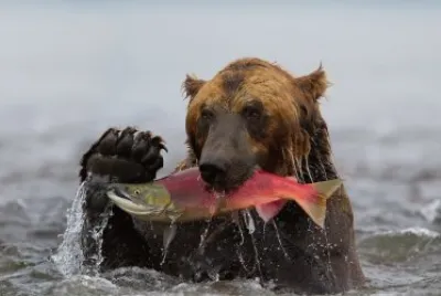 ANIMALES