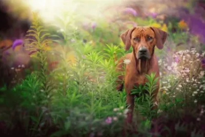 ANIMALES jigsaw puzzle