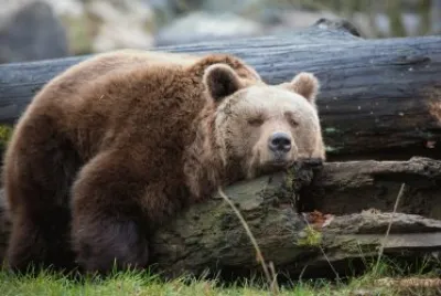 ANIMALES