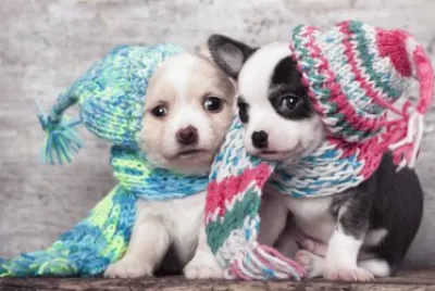ANIMALES