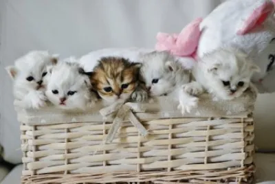 ANIMALES
